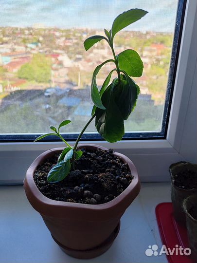 Комнатные цветы