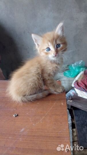 Рыжий котенок, отдаю в добрые руки