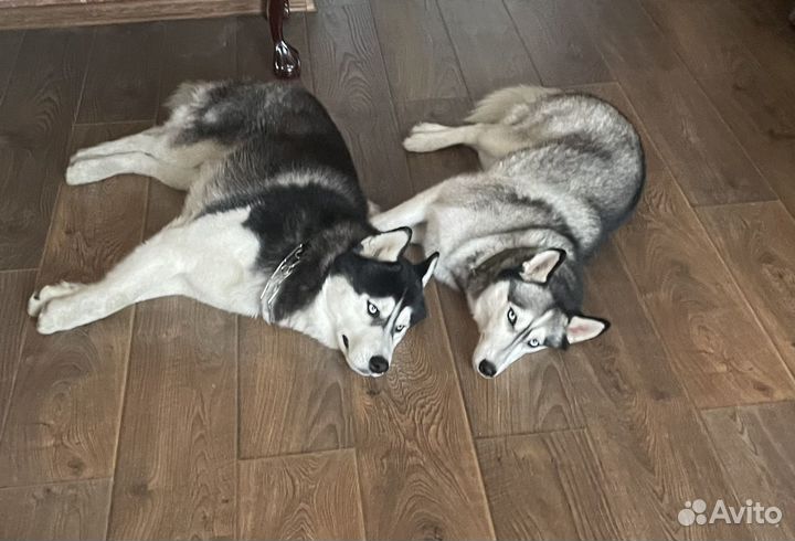 Выгул собак и зооняня 16 лет