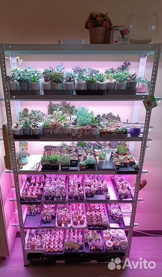 Суккуленты для новичков