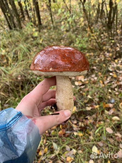 Грибы свежие(подосиновик, подберезовик)