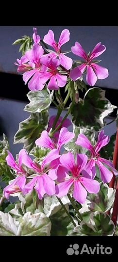 Пеларгония герань