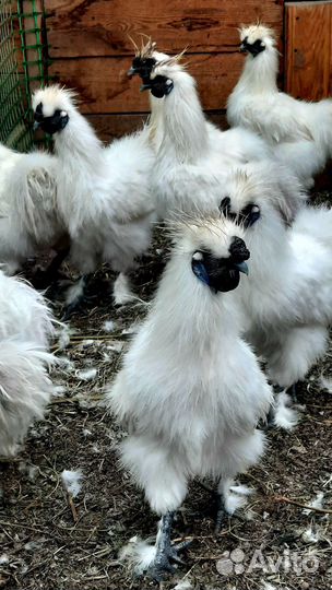 Петух китайский шелковый