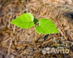 Саженцы березы