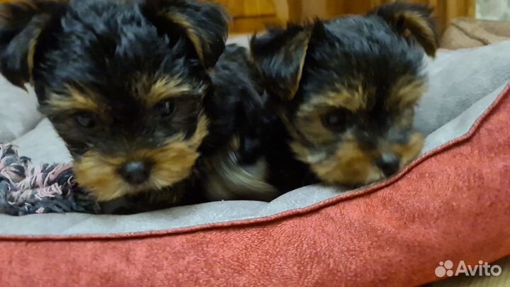 Йорки девочки