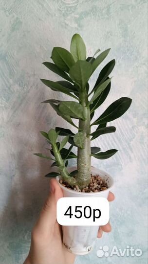 Адениум Арабикум и Барашки