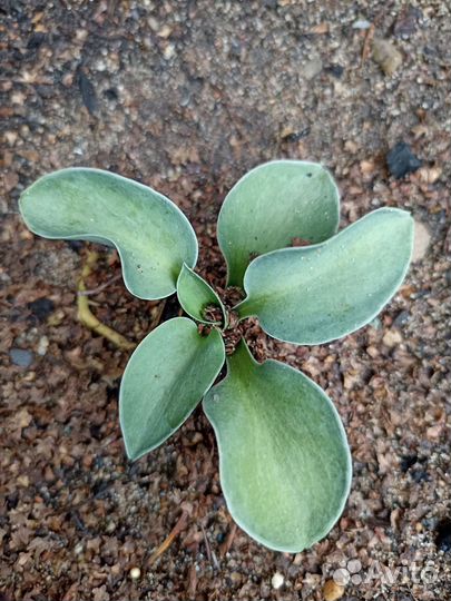 Хоста Мышиные ушки