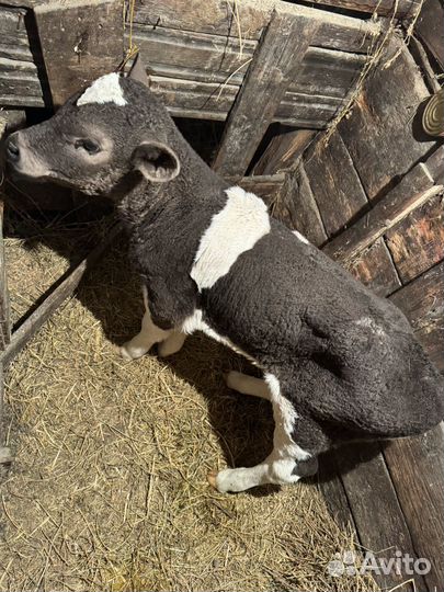 Телочка симентал