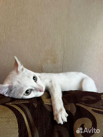 Белая кошечка
