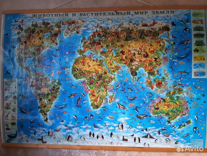 Карта мира животный и растительный мир