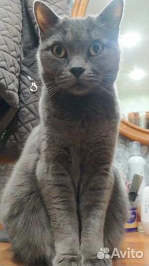 Кошка в дар бесплатно