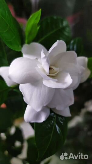 Гардения жасминовидная