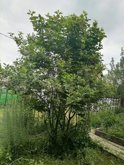 Дача 98,1 м² на участке 8 сот.