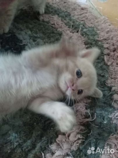 Котенок на Удачу- мальчик в дар, бесплатно