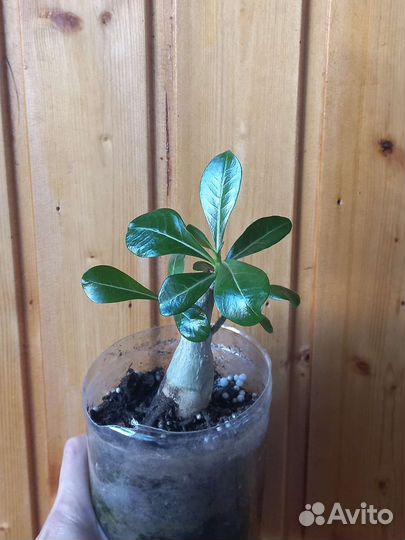 Диффенбахия адениум