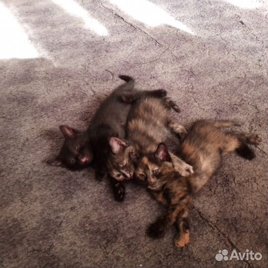 Котята отдам бесплатно