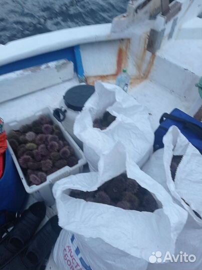 Морской еж (икра), гребешок, мидии, краб, рыбалка