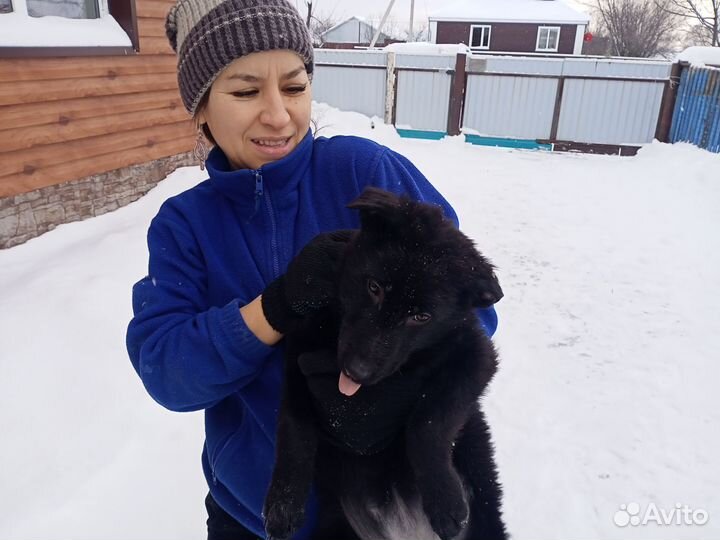 Собаки щенки немецкая овчарка