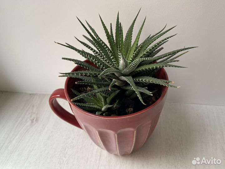 Суккуленты хавортия Гастерия Флоу