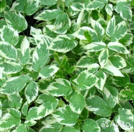 Почвопокровники