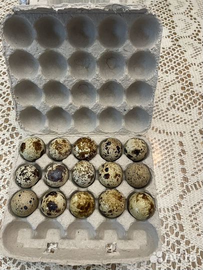 Перепелинные яйца
