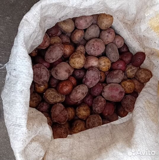 Семенной картофель