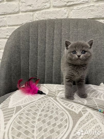 Британский котёнок