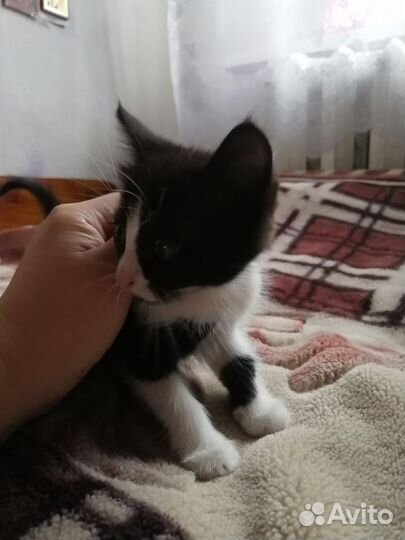 Черно-белый котик в хорошие руки. 1 месяц