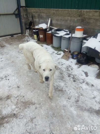 Вязка Алабай