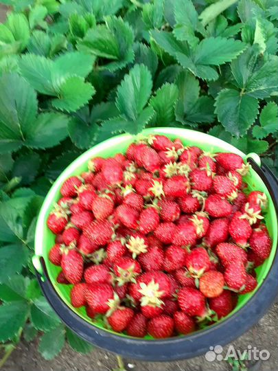 Рассада 1.6-2х лет.клубники Ремонтантной