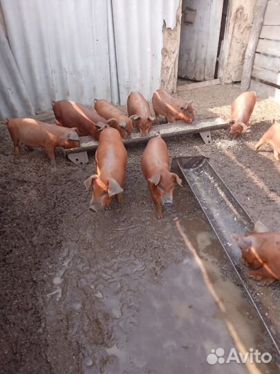 Поросята дюрок