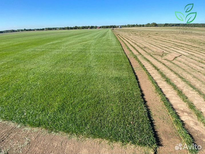 Рулонный газон от производителя