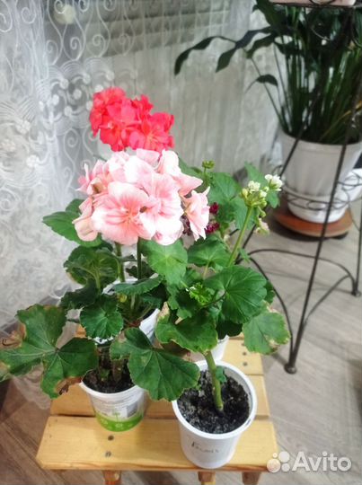 Герань пеларгония