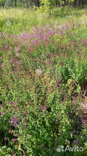 Сушеные травы