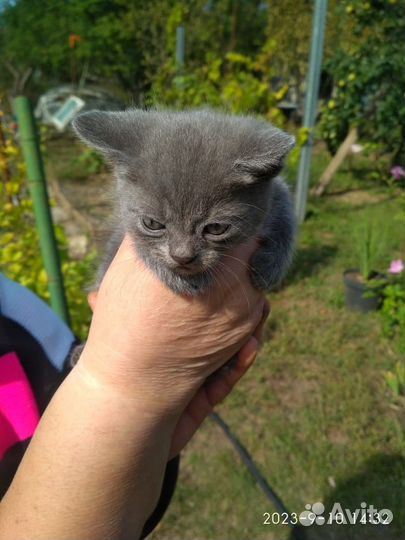 Котята
