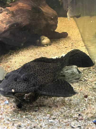 Сом Парчовый птеригоплихт