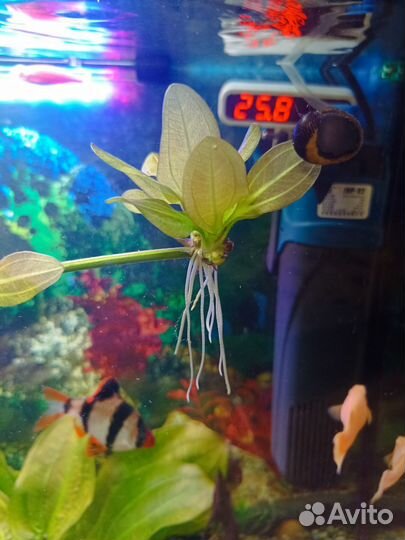 Эхинодорус горизонталес