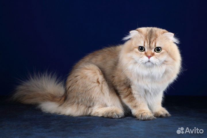 Вязка с шотландским вислоухим