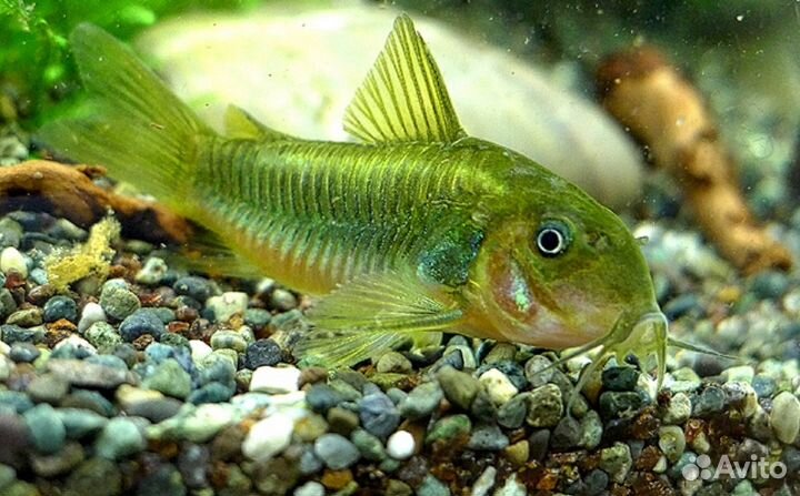 Коридорасы (панцирные сомики)