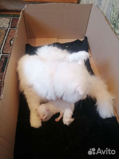 Котята турецкой ангоры