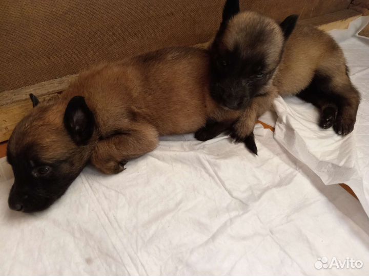 Щеночки малинки