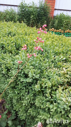 Все для дома и дачи