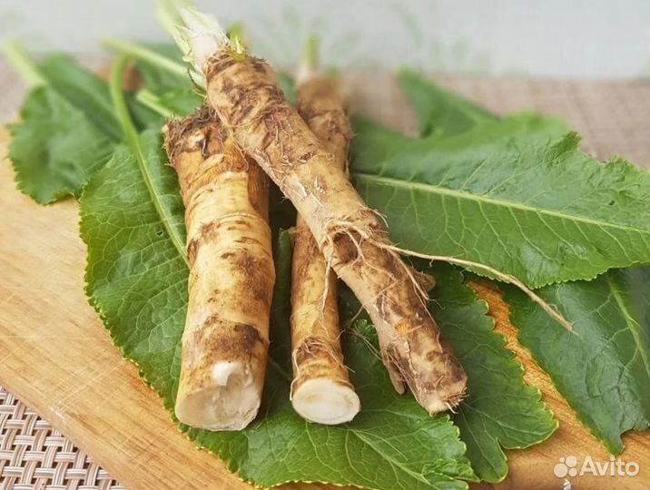 Корень хрена свежий