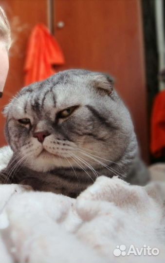 Британский кот