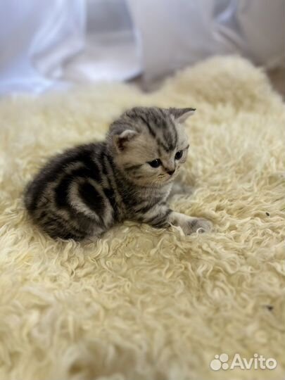 Британские мраморные котята