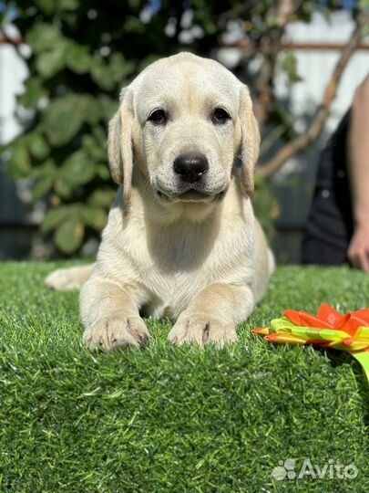 Щенки лабрадора