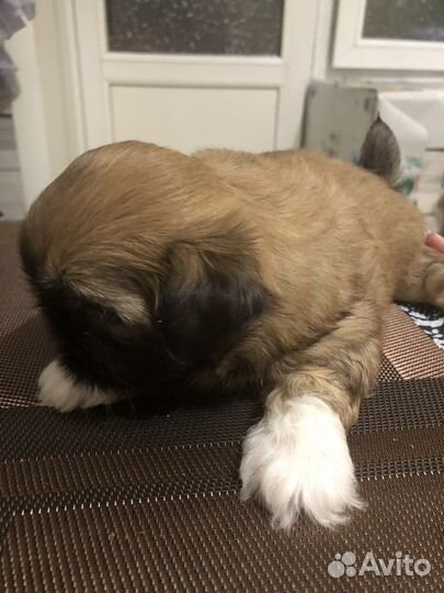 Продам щенка щит-цу девочка