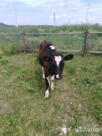 Прадам тёлочек 1т 6 месяцев 2т 1год