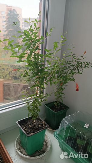 Гранат комнатный