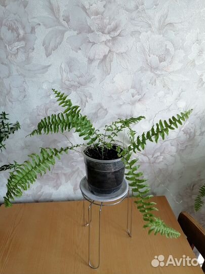 Папоротник комнатный